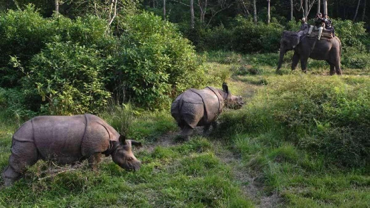 Riding elephant at Chitwan