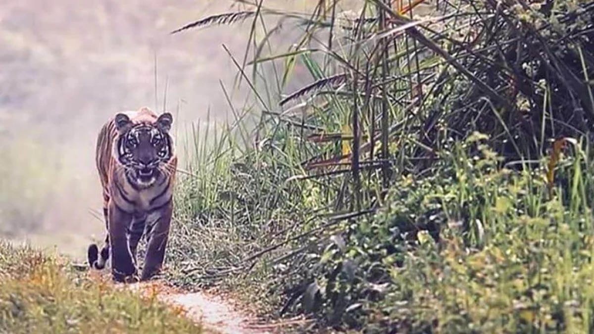 Bardia Jungle Safari