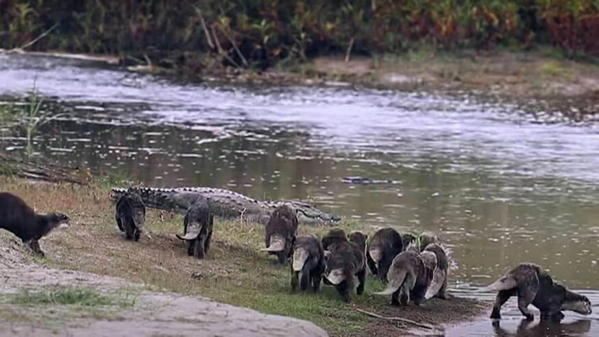 Bardia wildlife Jungle Safari