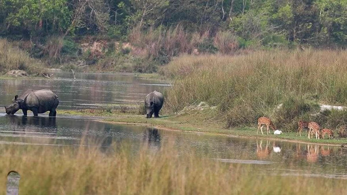 Jungle safari in Bardia
