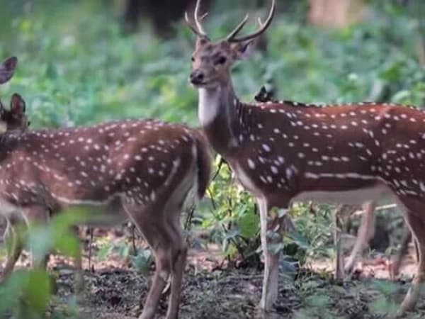 Bardia Deer