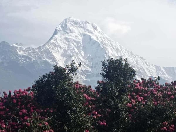Rhododendron Flower Nepal