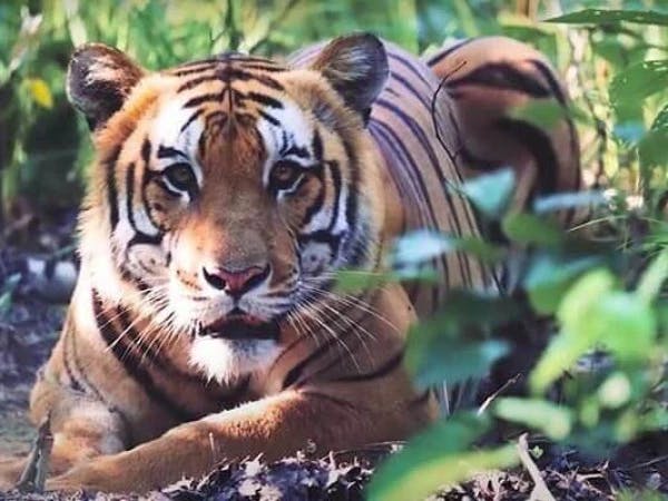 Tiger Bardia