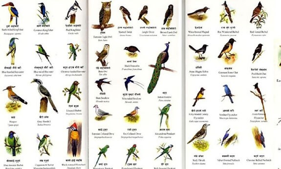 birds in Nepal